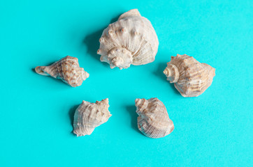 Sea shells on a pastel blue background. Summer concept, tourism, flat lay, copy space, top view.