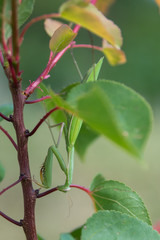 The praying mantis is upside down of the fruit tree growth