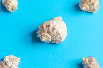 Obraz na płótnie Canvas Sea shells on a pastel blue background. Summer concept, tourism, flat lay, copy space, top view.