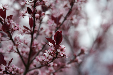 A blooming Newport Plum Prunus cerasifera Neportii Tree  in spring near Allentown, Pennsylvania, USA