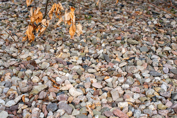 stones laying on the ground