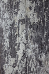 Obraz premium The texture of gypsum or alibaster cracked plaster on the wall is a thick layer. Gradient gray putty wall background