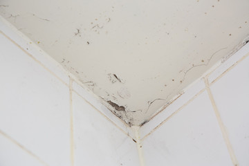 Mold or fungus of the wall in the Shower room causing black or brown mold in the bathroom or toilet...