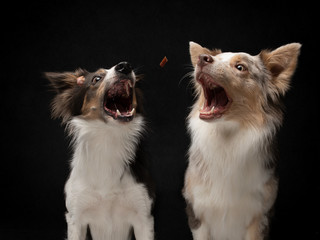 Two dogs catch a food. Funny muzzle border collie. Wide angle. Pet on black