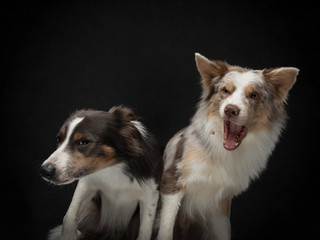 Two dogs catch a food. Funny muzzle border collie. Wide angle. Pet on black