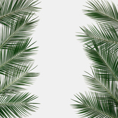 Fototapeta na wymiar Tropical palm leaves border frame on abstract white background isolated. Invitation template.