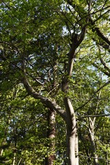 Aphananthe aspera (Aphananthe oriental elm) trunk(bark)and leaves / Cannabaceae deciduous tall tree