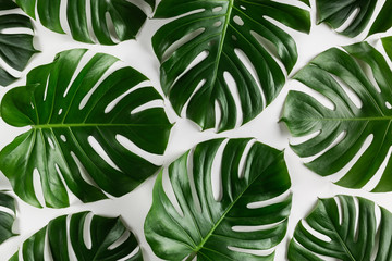 Natural tropical monstera leaves abstract pattern. Creative summer background. - obrazy, fototapety, plakaty