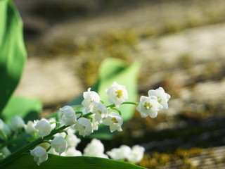 Lily-of-the-valley flowers growing in the month of May placed on a wooden plank with moss. Copy space © Life pics