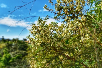 Primavera