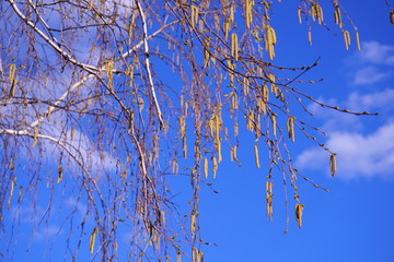 branches of the birch tree