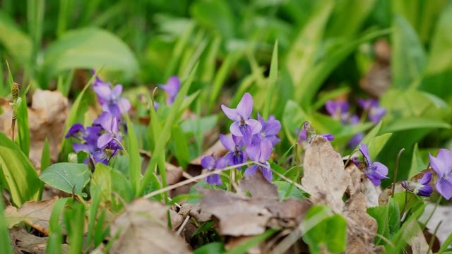 In the spring bloom violets flowers in forest with green background