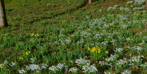 Early spring and winter flowers: snowdrops (Galanthus), cyclamen and daffodils (narcissus) in an English forest