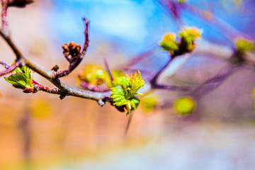 kidneys, screen, branch, april, spring