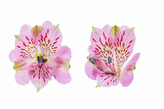 アルストロメリア の画像 26 866 件の Stock 写真 ベクターおよびビデオ Adobe Stock