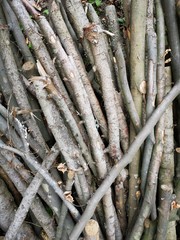 Stacked, cut trunks of trees 