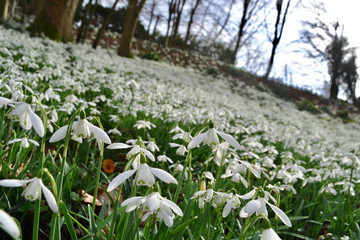 Obraz premium Winter snowdrops (Galanthus) in an English forest