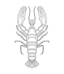 Hand drawn crayfish (cancer) with simple decor on white isolated background. River animal. For coloring book pages.