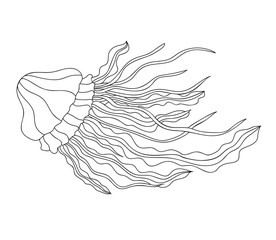 Hand drawn jellyfish with simple pattern on white isolated background. For coloring book pages.