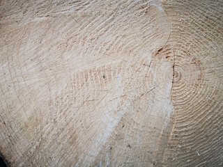 Cross section through the trunk of the tree