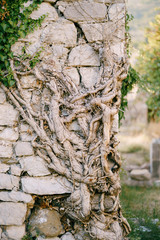 Perennial ivy root rolls on a stone wall in the old town of Bar, in Montenegro