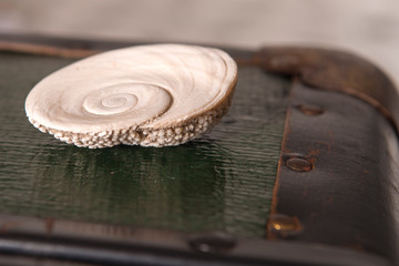 mussel shell brown bright maritime 