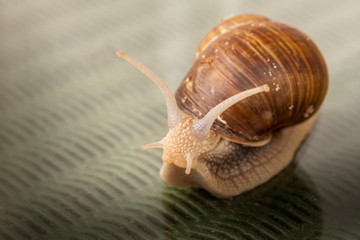 brown snail close up spring garden pest