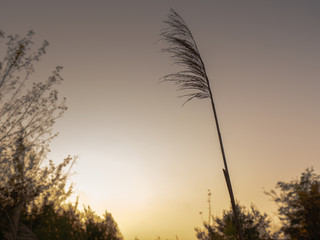 Samotna trawa przy jesiennym wschodzie słońca