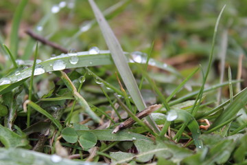 water drops on green grass close-up in spring 