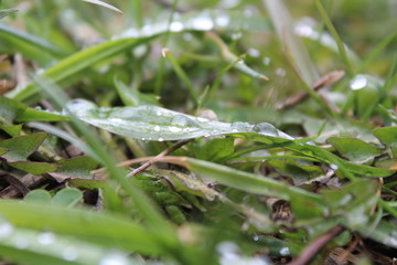 water drops on green grass close-up in spring 