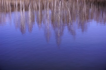 reflection of trees in water