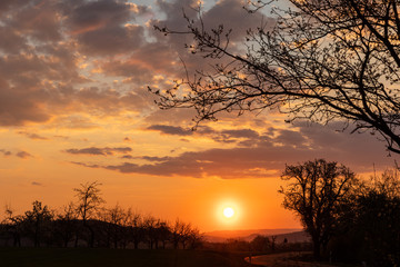 sundown with tree and bush