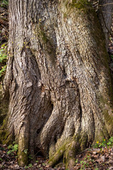 The powerful roots of an old tree on a slope
