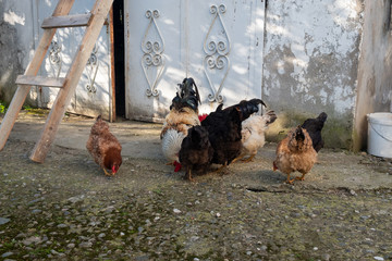 Chicken with a rooster in the courtyard of a village house. Birds eat food.