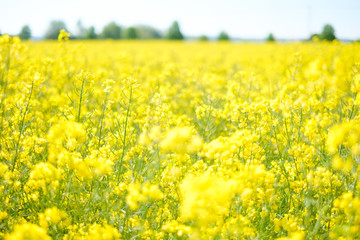 Obraz premium Rapsfeld mit Bäumen und blauem Himmel in Unschärfe