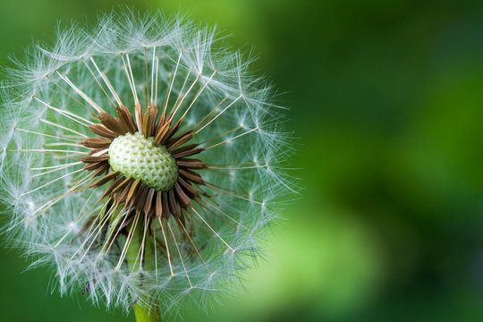 close up image of a red-seeded dandelion plant.