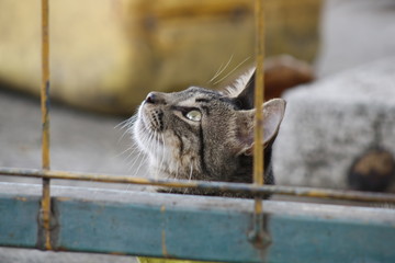 cat on the fence