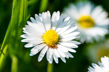 daisy flower closeup