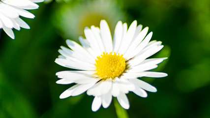 Fototapeta premium white daisy flower