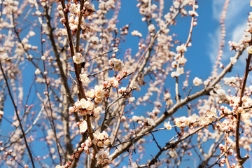 Beautiful organic natural blooming apricot tree branches against blue clear sky background on bright sunny day. Spring blossoming flower nature scene. Agricultural orchard garden