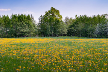 Field of bright yellow dandelions on a warm spring day with a slightly blurred foreground 