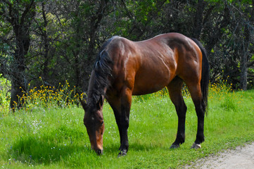 Beautiful Wild Horse grazing in green grass and wildflowers in wilderness