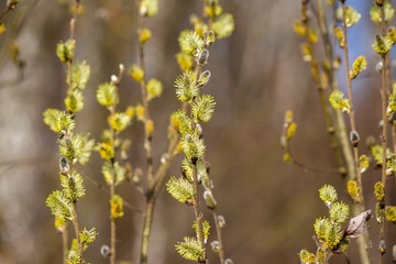 Bright yellow willow inflorescences in April in spring
