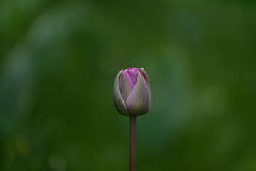 Delicate bud of a tulip on a soft green background. Pink flower of a tulip. A close up of a flower.