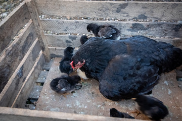 Fototapeta premium Black chicken with chickens. Chickens of domestic chicken in a box. The mother hen protects the inheritance. Toddlers have recently hatched from an egg and are kept warm under the wing of their mother