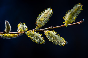 Springtime vegetation in the city park  