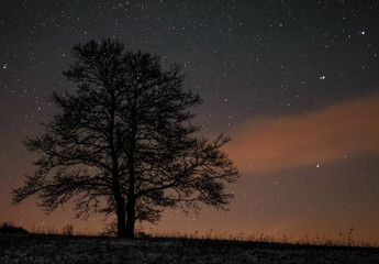 A tree stands on a horizon and a night sky with stars in the background