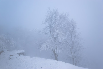 Fototapeta na wymiar Trees on mountain top with massive frost in misty forest