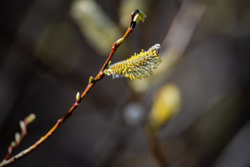 Springtime vegetation in the city park  