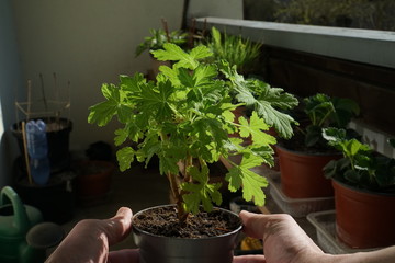 Horticulture on a balcony. The pelargonium young seedling in the hands of a gardener.  A scented geranium plant in close-up. Houseplants cultivation scene in sunny day.                              
